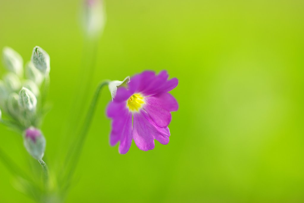 相変わらずさくら草です。