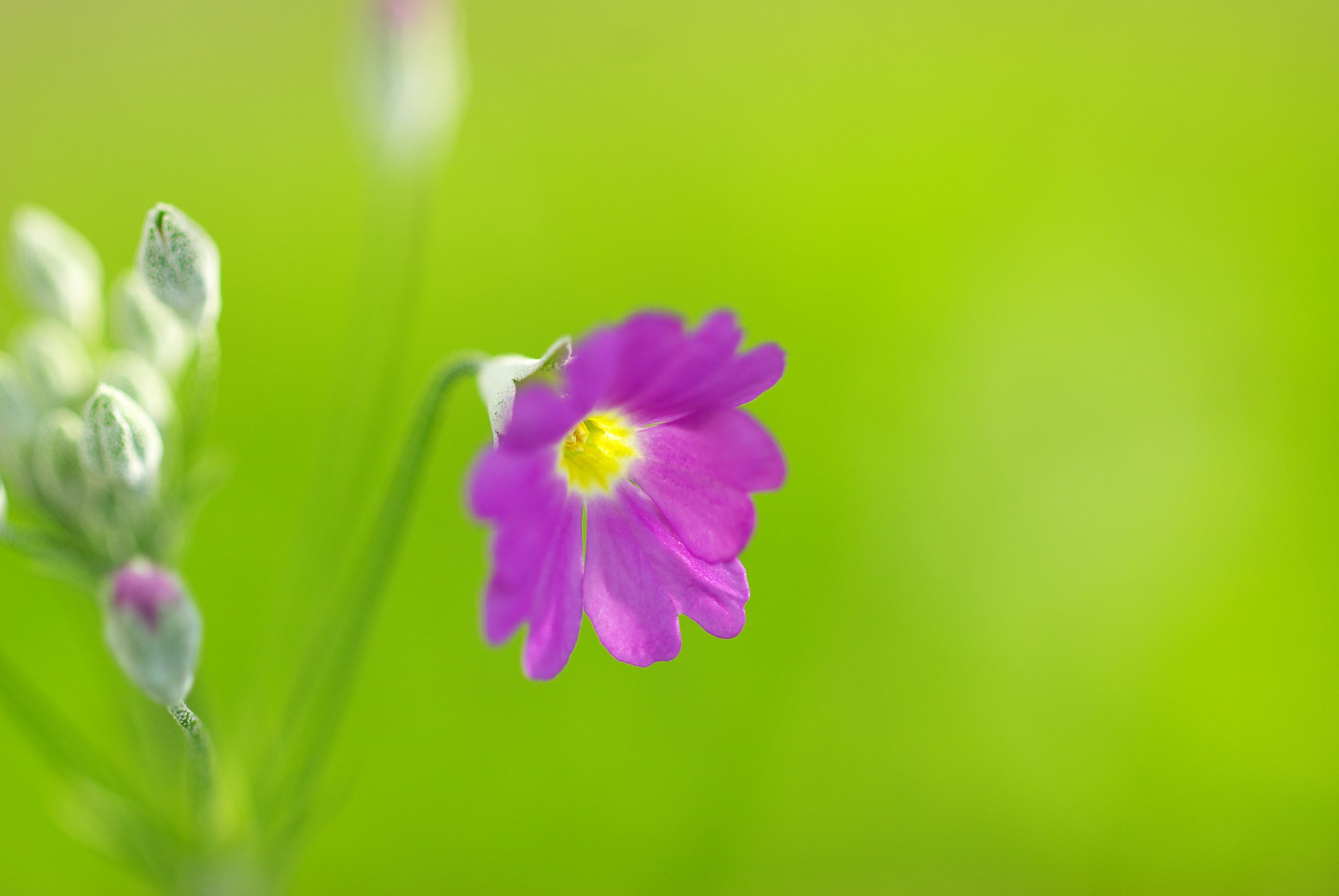 相変わらずさくら草です。