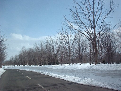 冬の公園