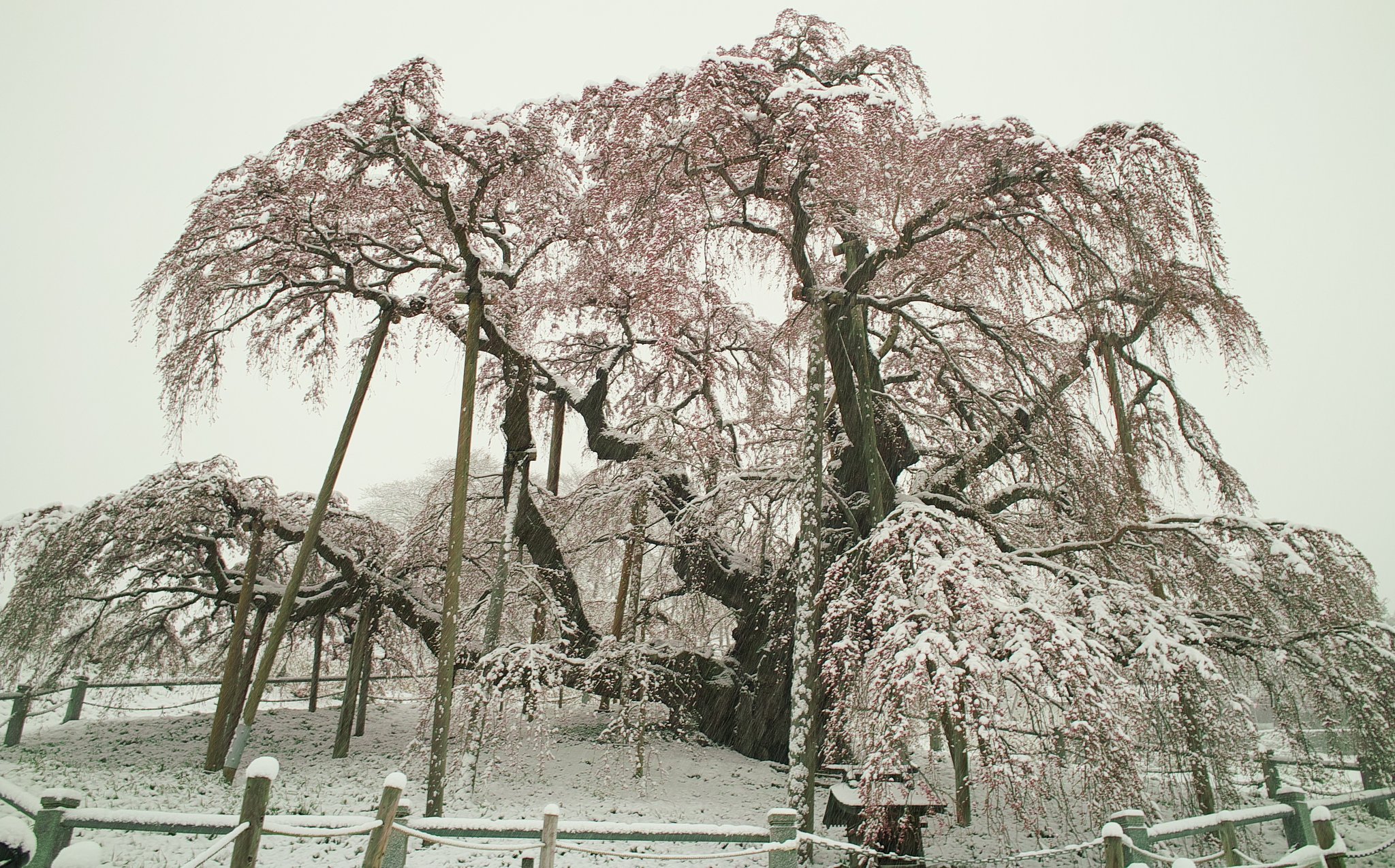 三春滝桜