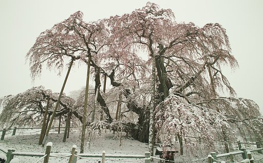 三春滝桜