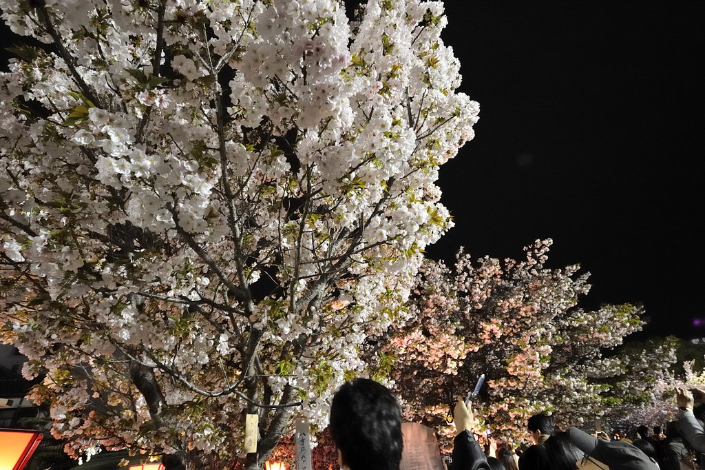 桜通り