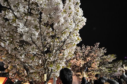 桜通り