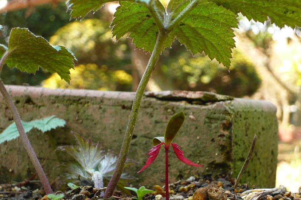 種は新芽へと続き