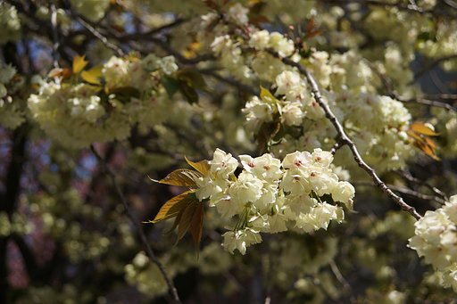ウコン【桜】