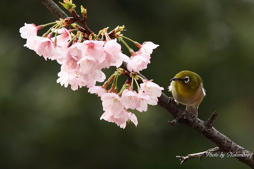 桜にメジロ
