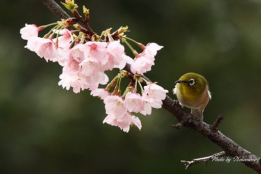 桜にメジロ