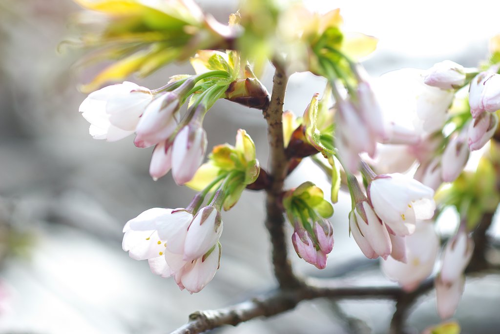 今日やっと開花しました。
