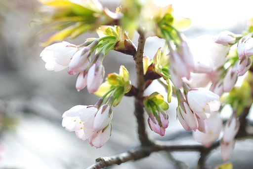 今日やっと開花しました。