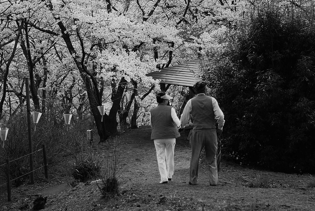 【桜】年輪の花見