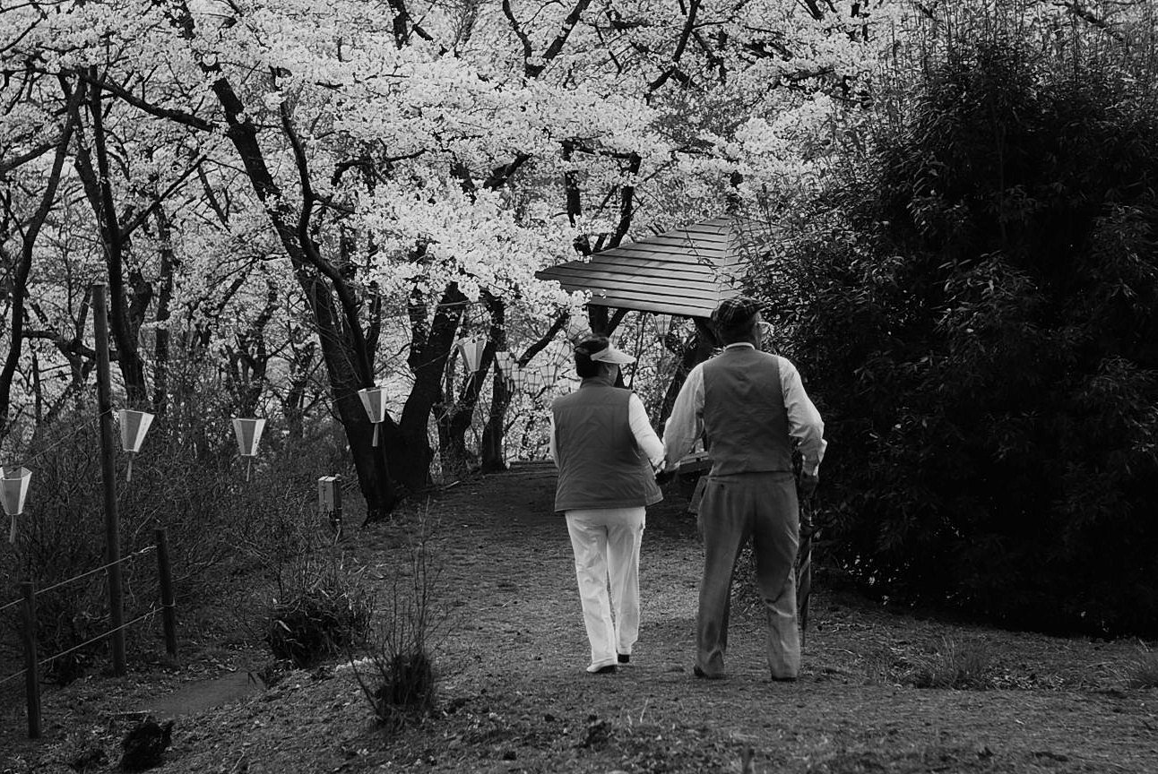 【桜】年輪の花見