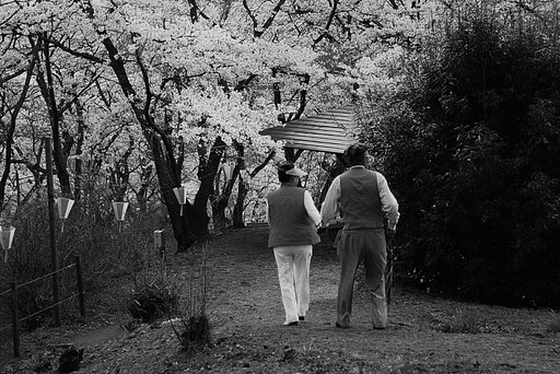 【桜】年輪の花見