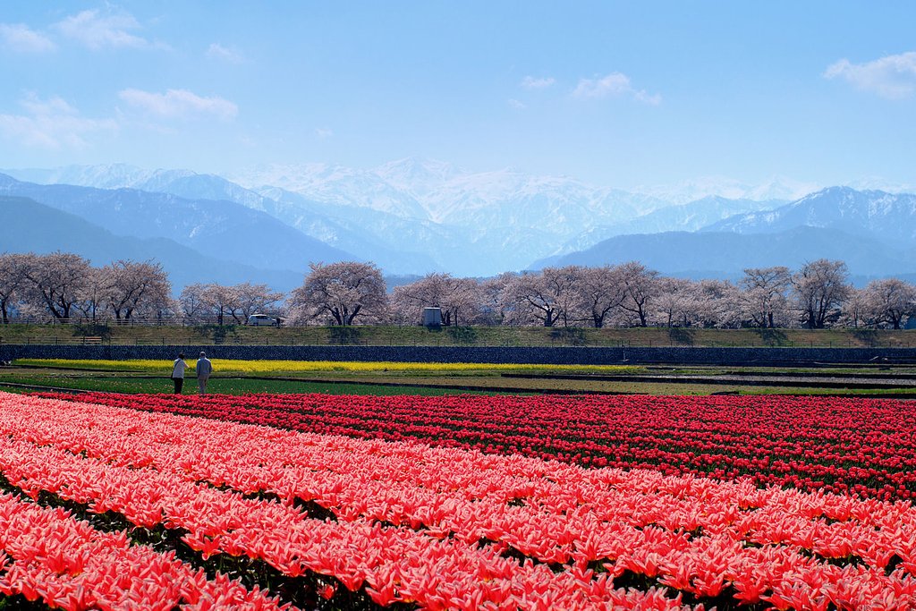 【桜】花見の二人