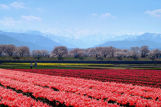 【桜】花見の二人