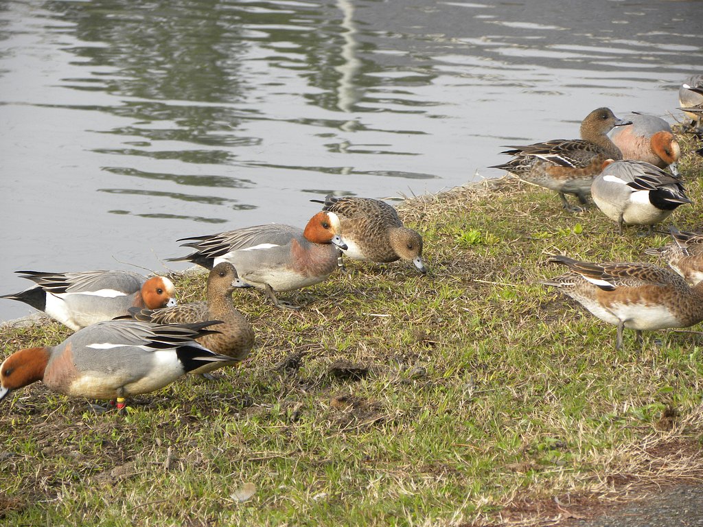ヒドリガモ、草を食む