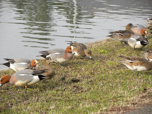 ヒドリガモ、草を食む