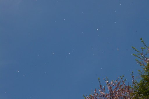 【桜】　吹雪