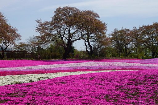 芝桜