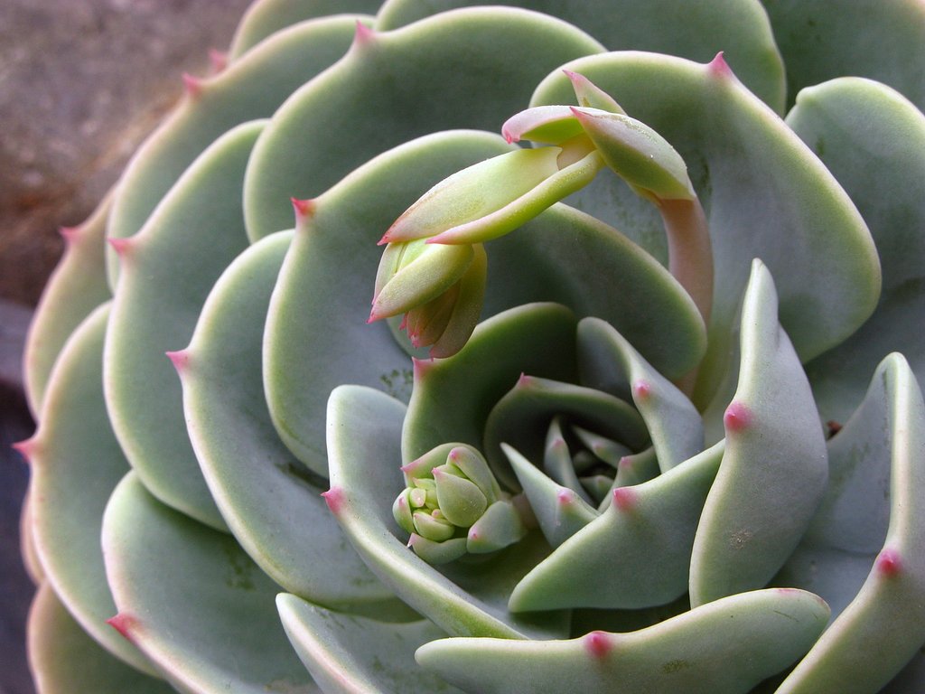 蕾その2