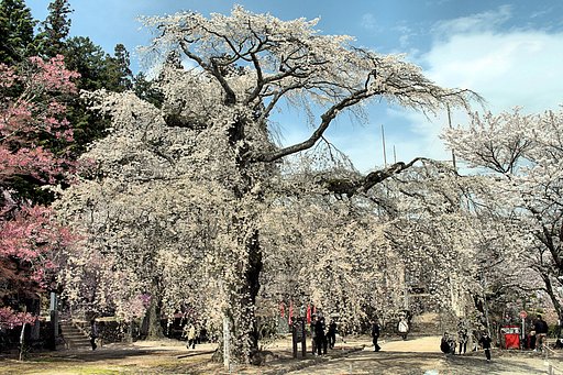 大島山瑠璃寺のしだれ【桜】