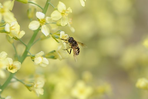 ブロッコリーの花とハナアブ