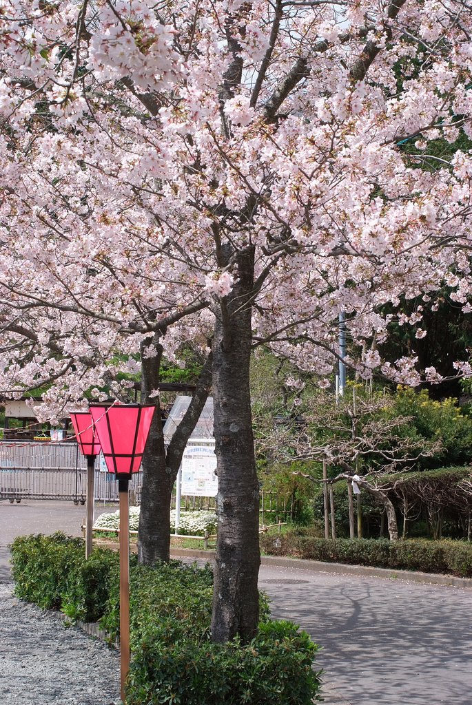 既に葉桜か？