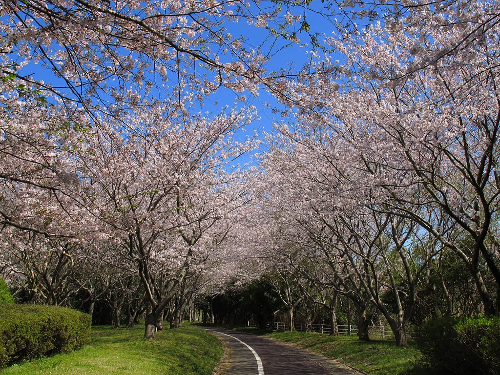 桜の散歩道