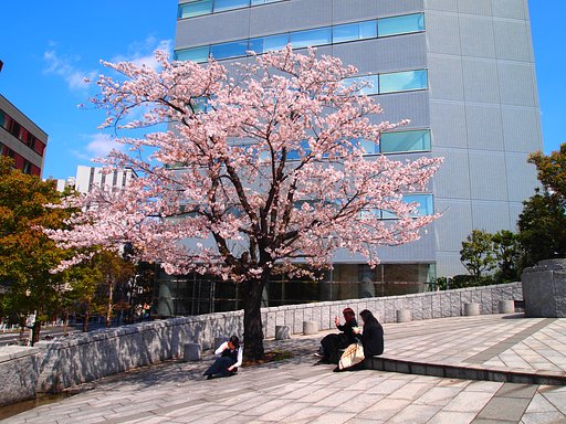 勝鬨の袂の桜。。。