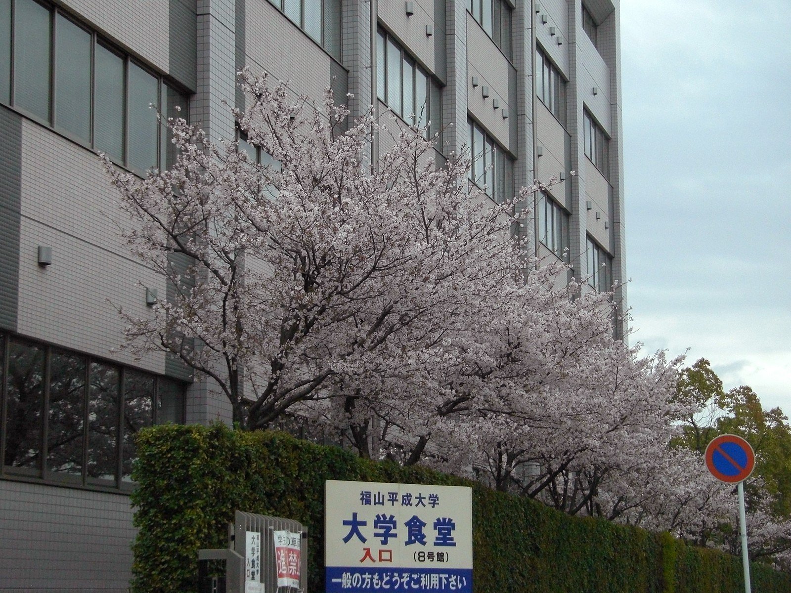 花見酒は？