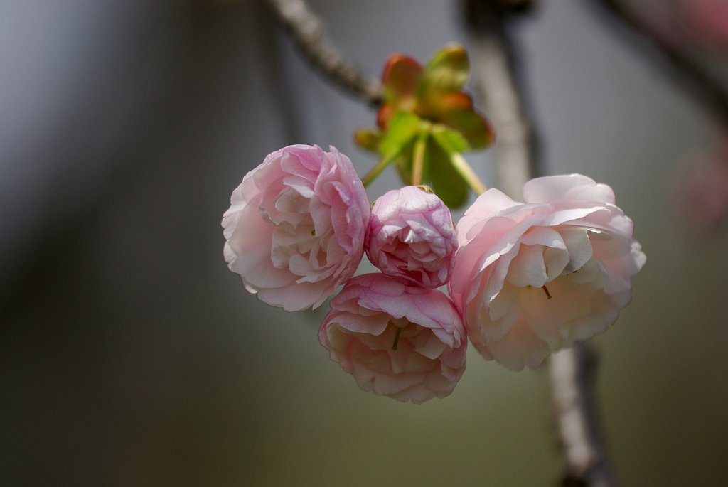 【桜】　E・T 咲いた