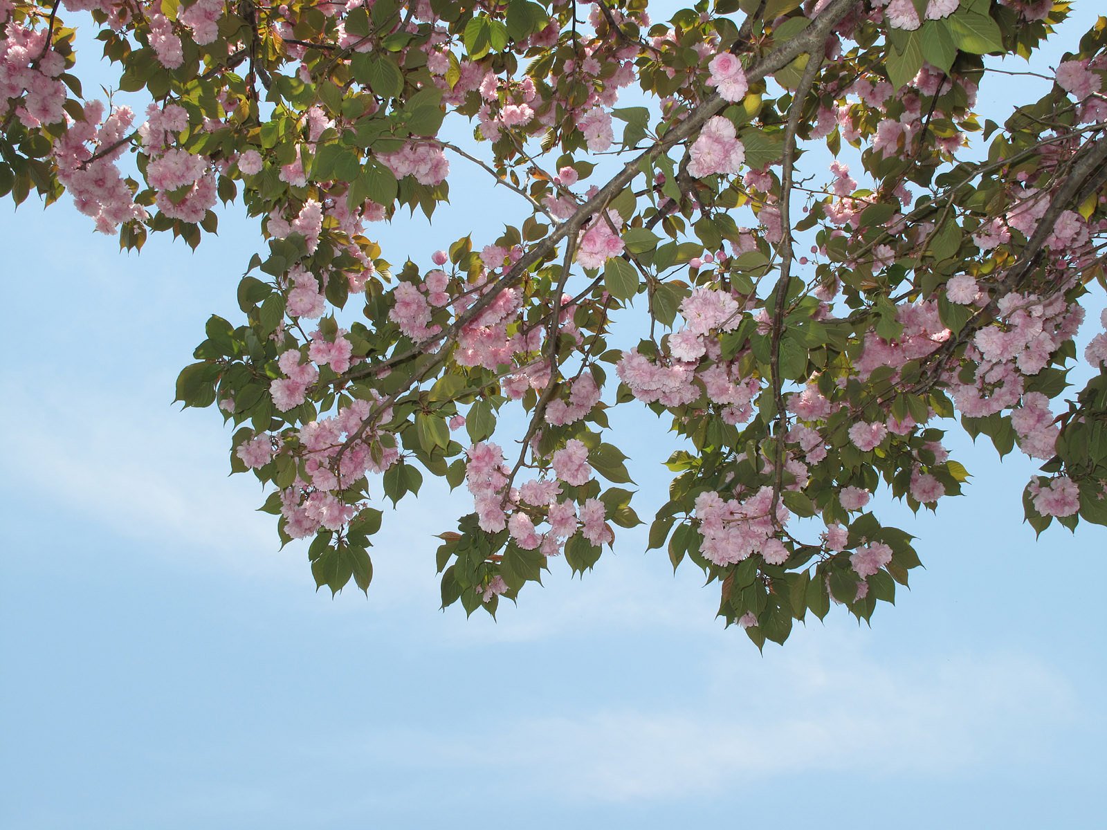少し残ってる八重桜