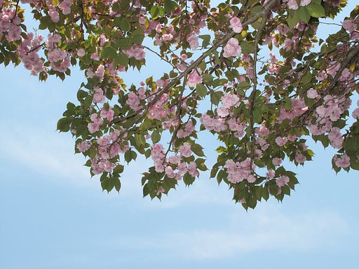 少し残ってる八重桜