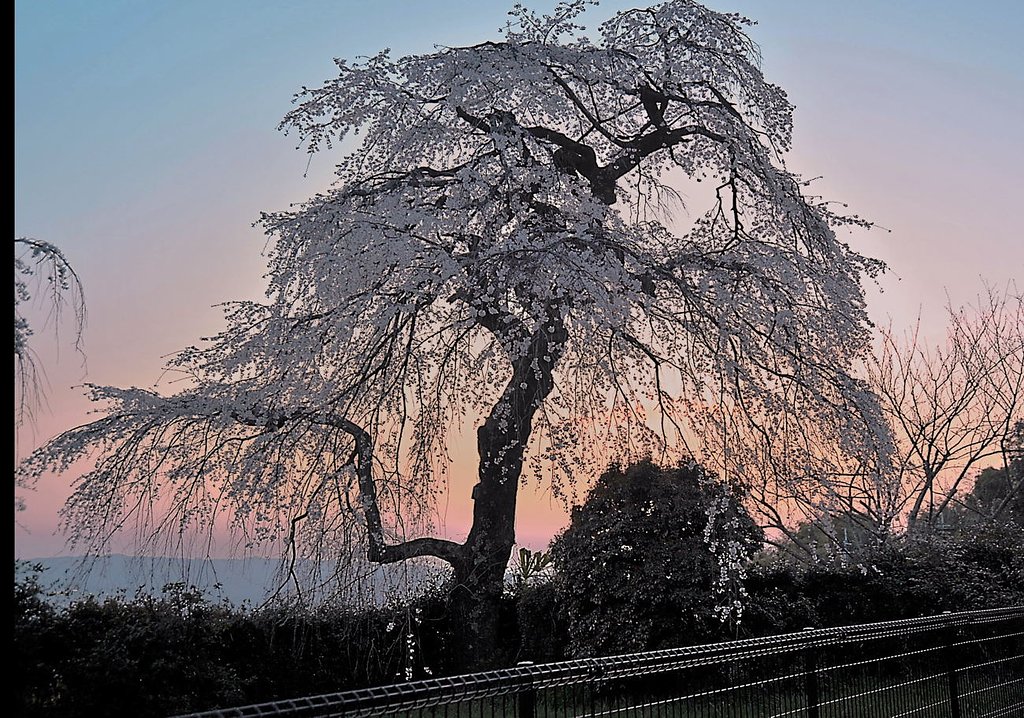 しだれ桜