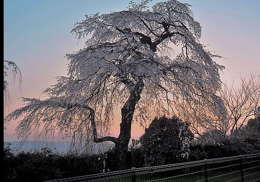 しだれ桜