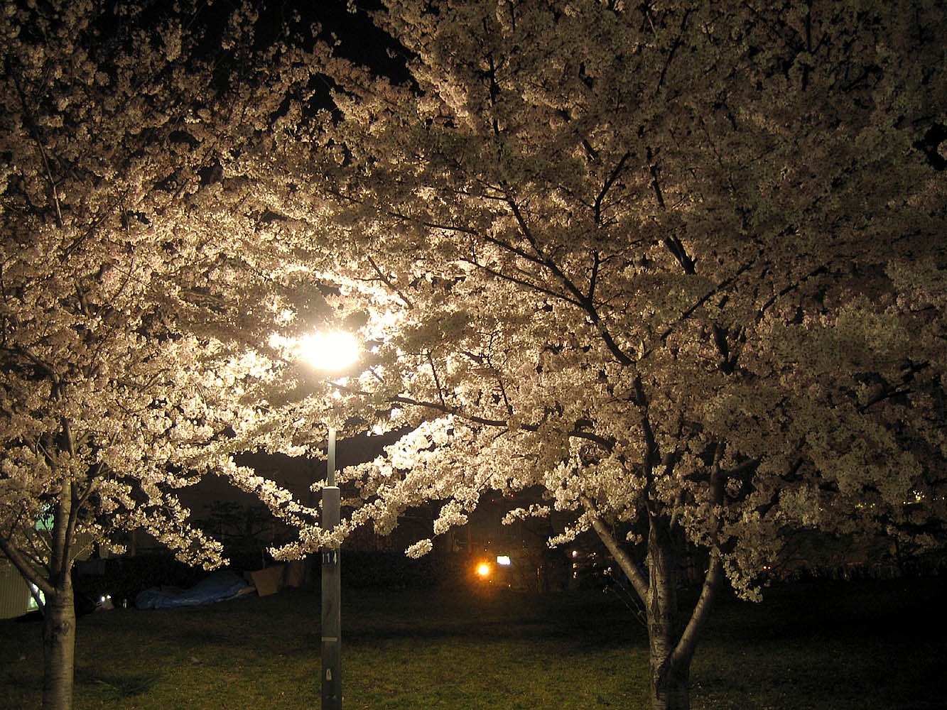 大阪【桜】の夜半は過ぎて