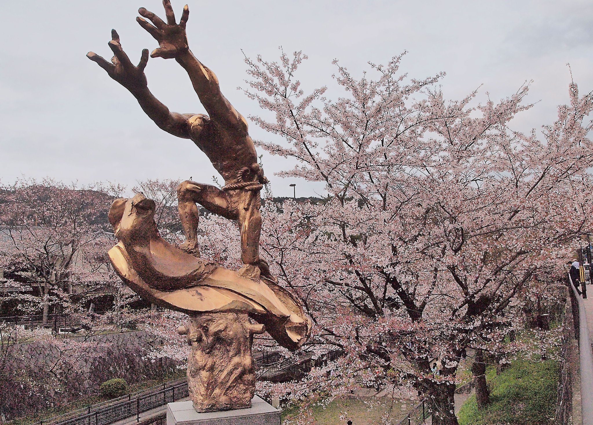 桜と疎水