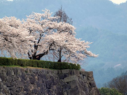 【桜】荒城の月を思い出しました。