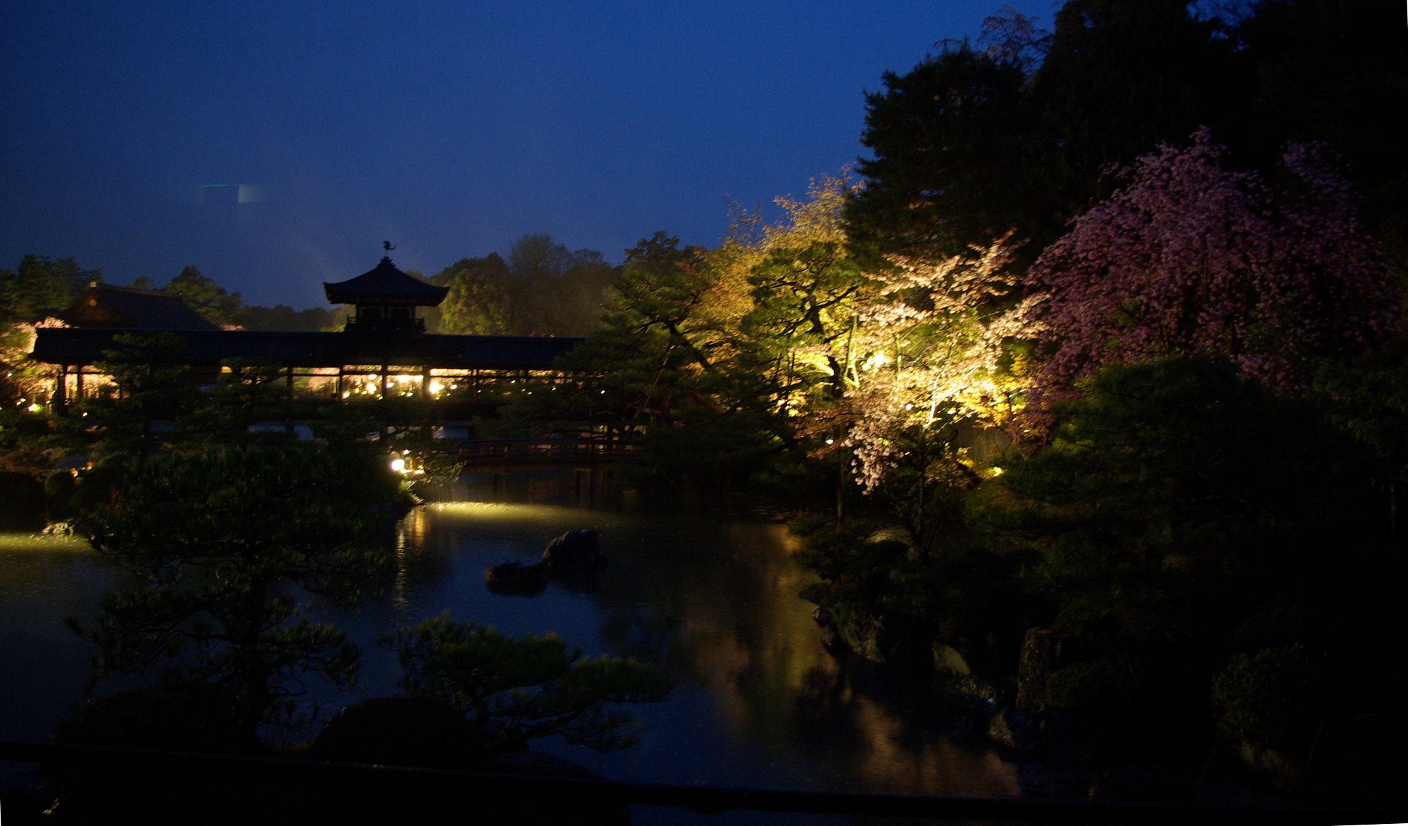 【桜】　京都平等院にて
