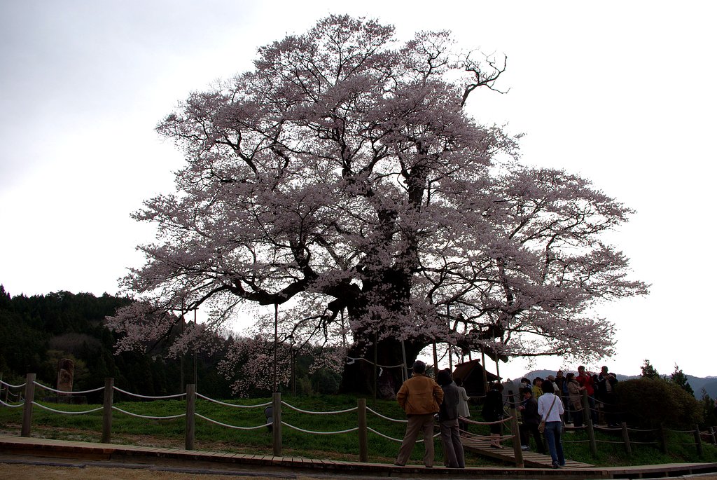 醍醐桜！