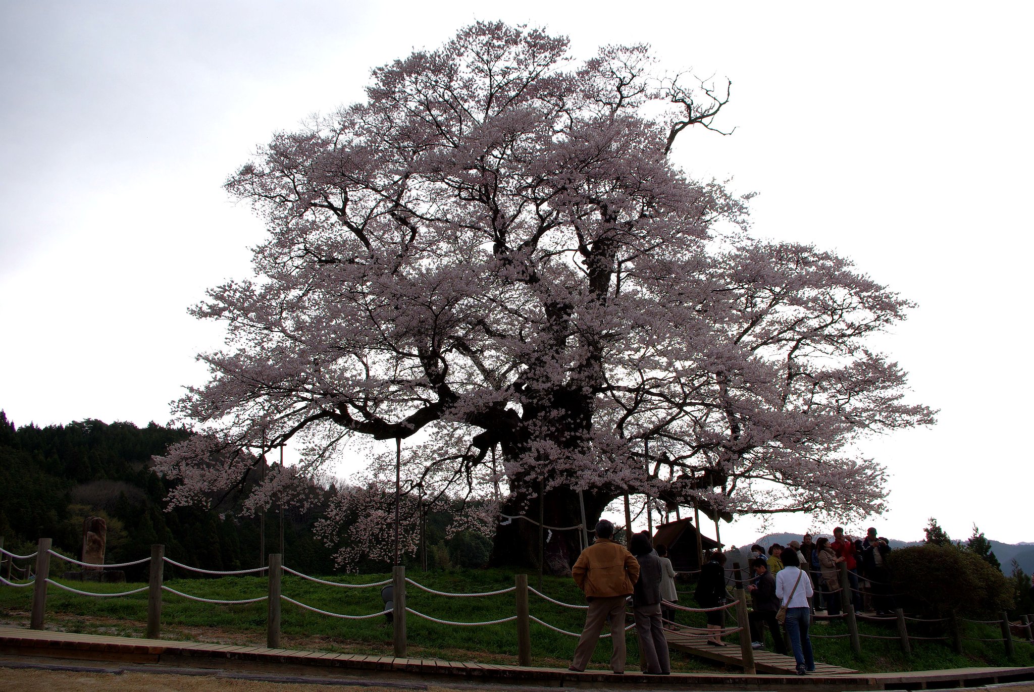 醍醐桜！