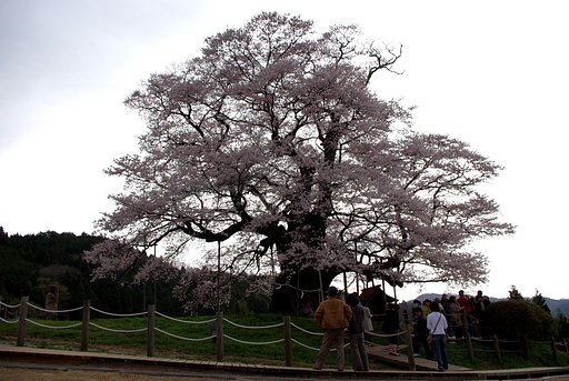 醍醐桜！