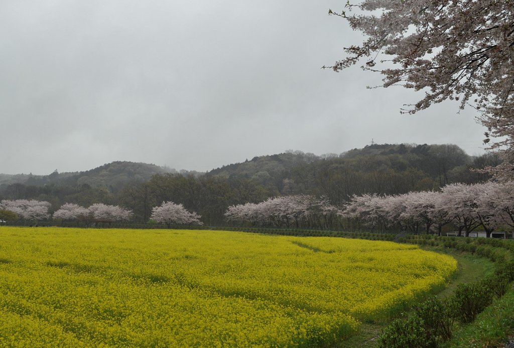 桜と菜の花