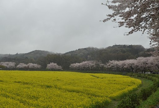 桜と菜の花