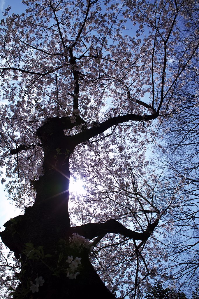 【桜】青空に映えて