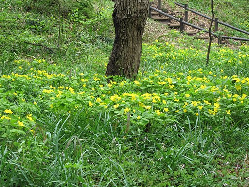 里山公園の野草