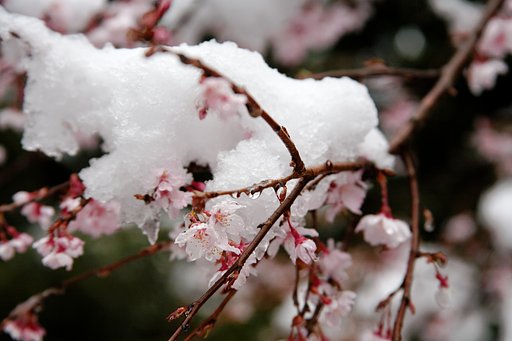 ４１年ぶりの雪