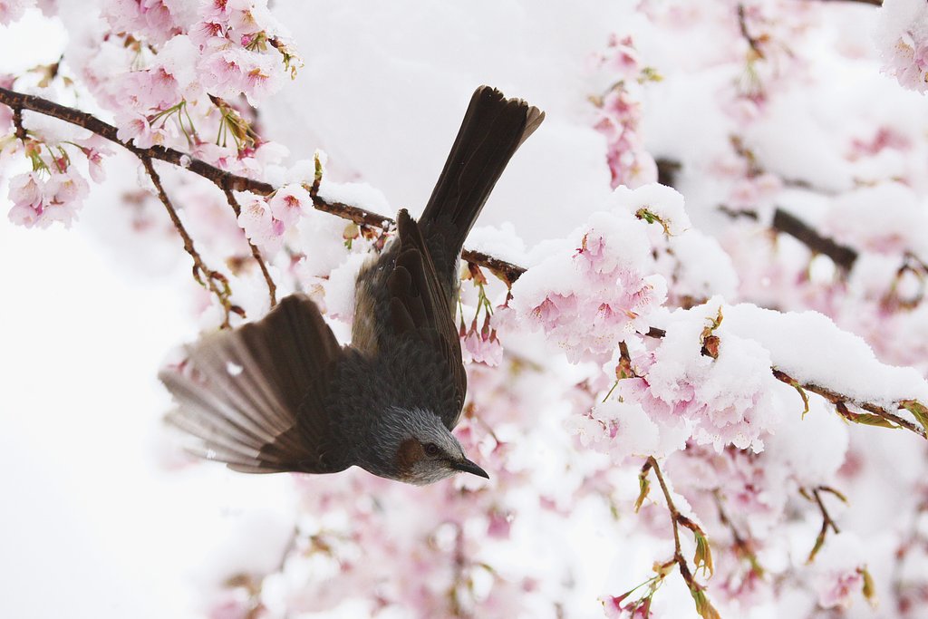 【桜】ピンクと白の食卓