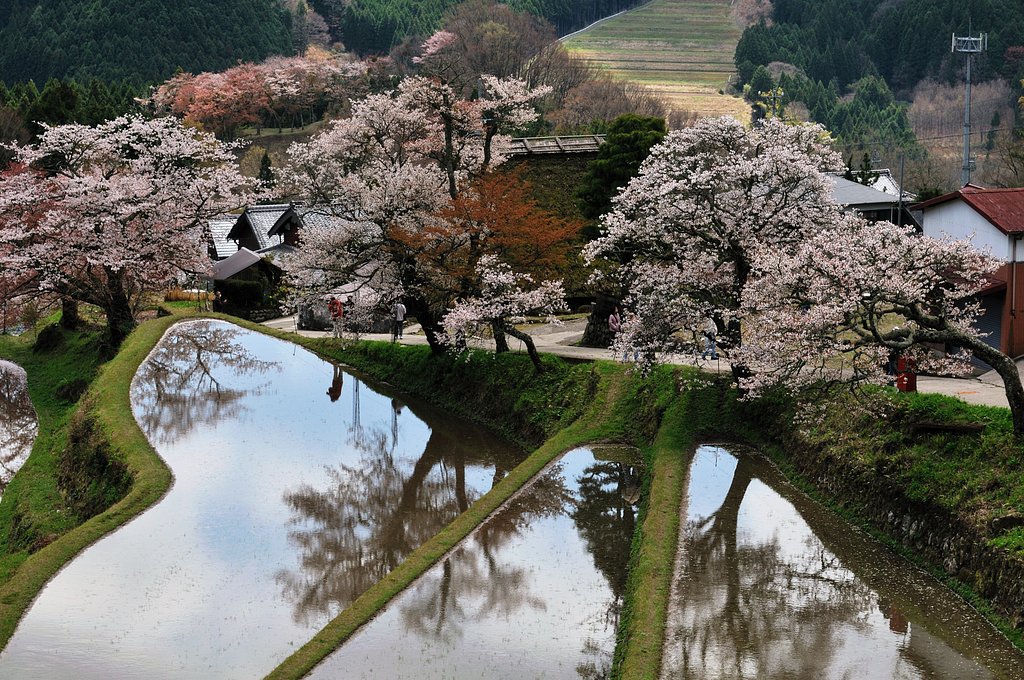 三多気の桜