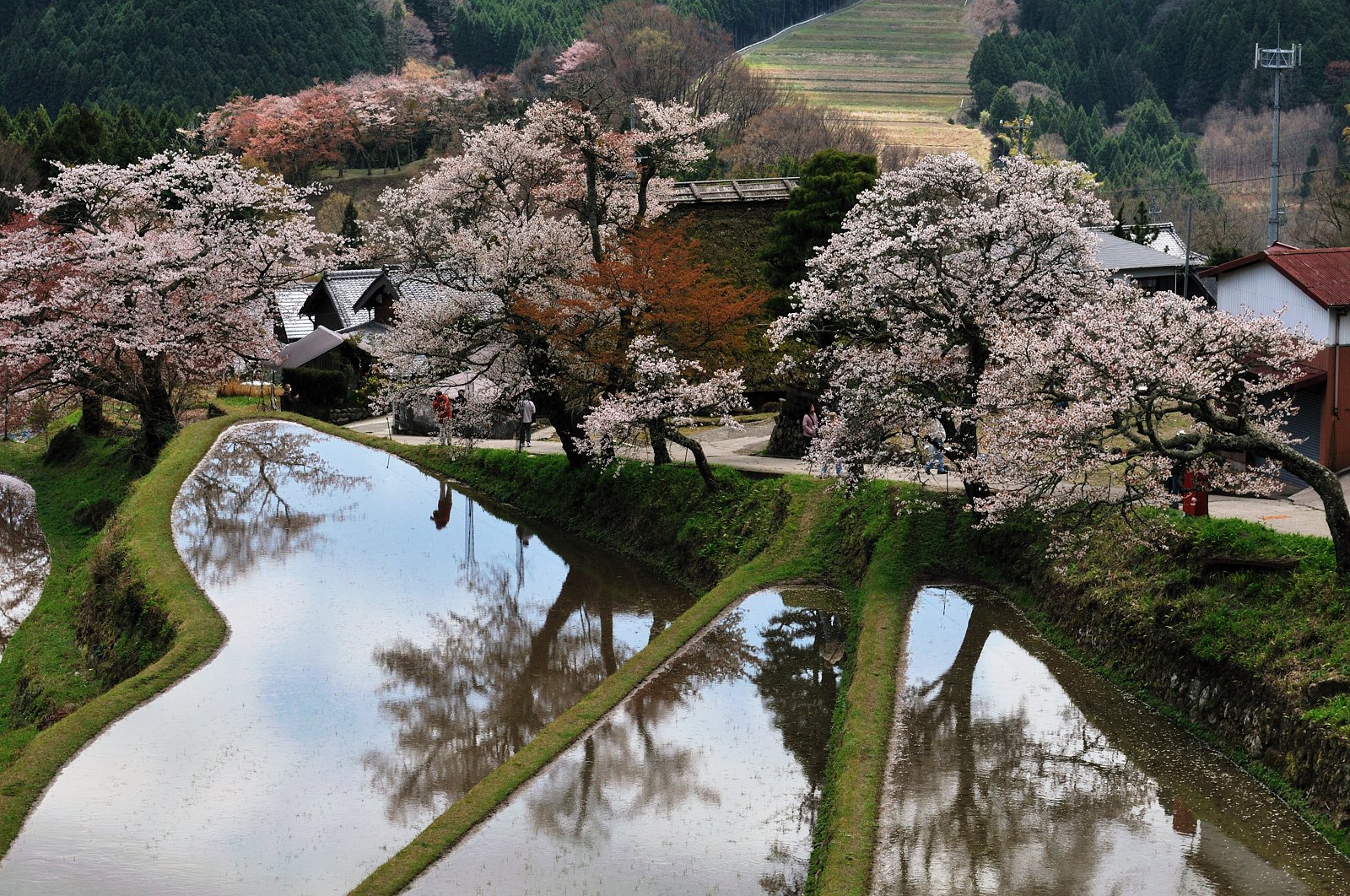 三多気の桜