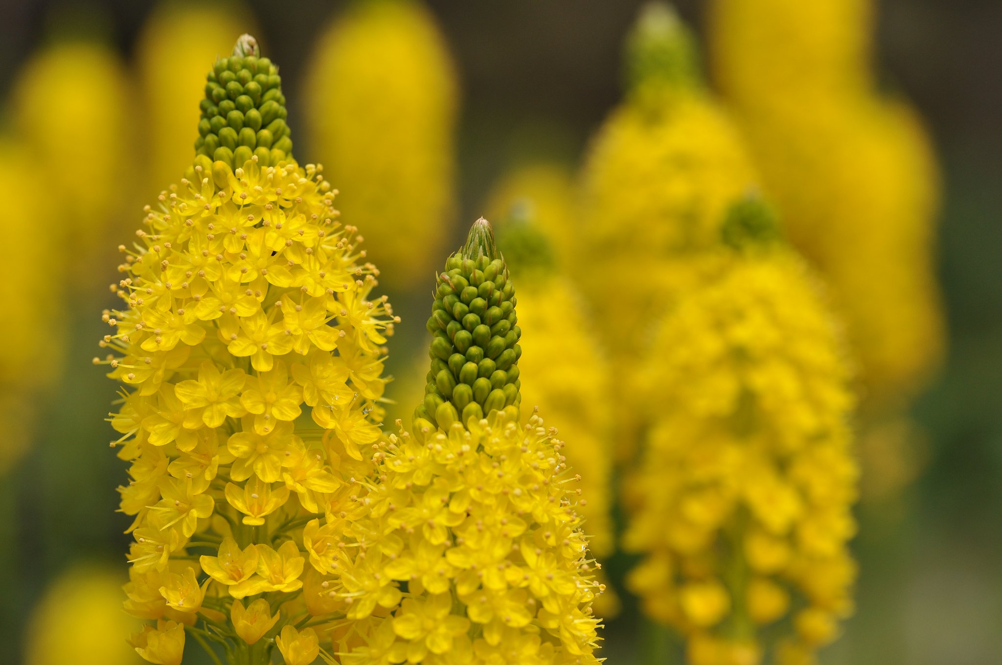 トウモロコシではなくて、